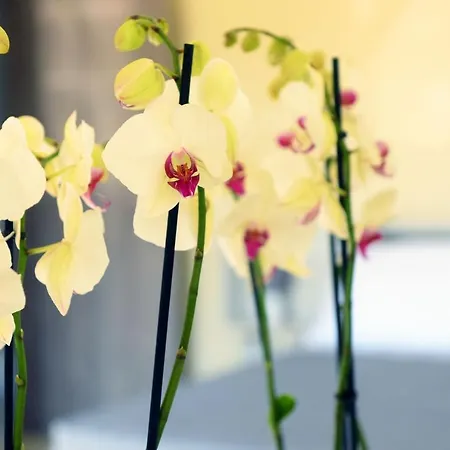 Stelia Luxury * Kalavárda