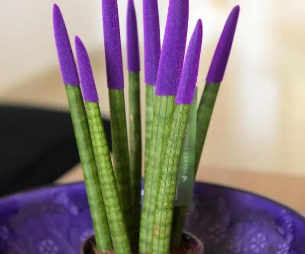 Stelia Luxury شقة