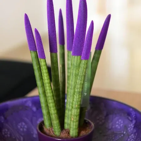 Stelia Luxury Lägenhet