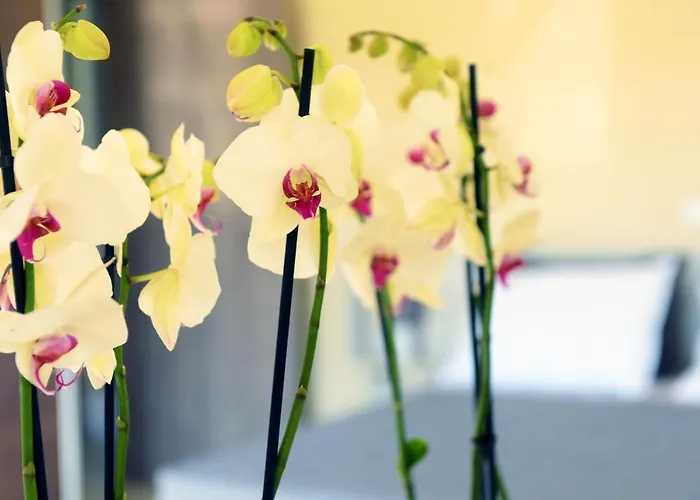 Stelia Luxury * Kalavárda